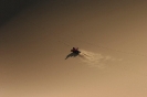 Sandboarding_22